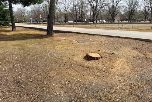 La savia brotando, y el concejal de parques y jardines podando 4 1773316696 opinion 1